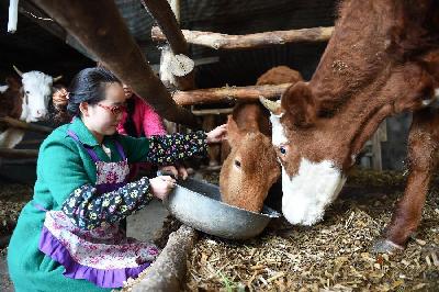 &ldquo;土家歌星&rdquo;许群群：回国上山养牛创业