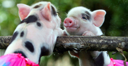 一起来看看这些萌化人心的动物宝宝