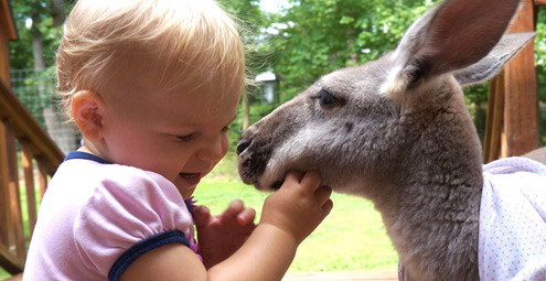 有爱！美国宝宝与袋鼠成好友 亲密无间形影不离