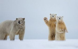 北极熊向摄影师镜头&ldquo;挥手&rdquo;瞬间