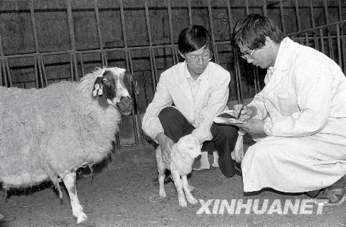 历史上的5月23日:世界首只试管胚胎冷冻保存移植的试管绵羊诞生