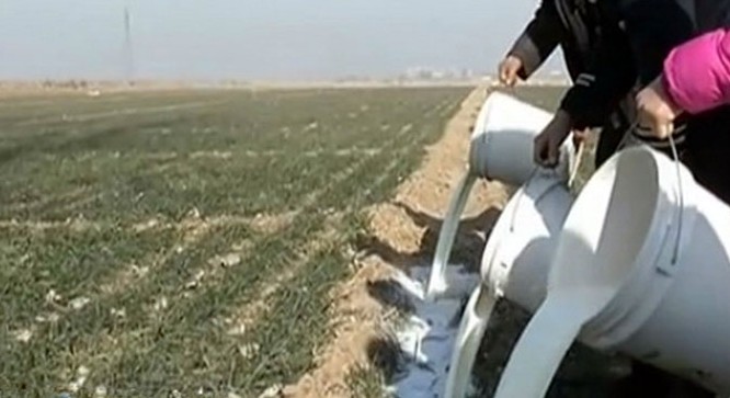 河北奶农因奶价狂跌每日倒奶