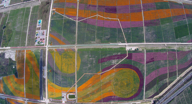 航拍三亚2400亩花海造就大地版《星空》