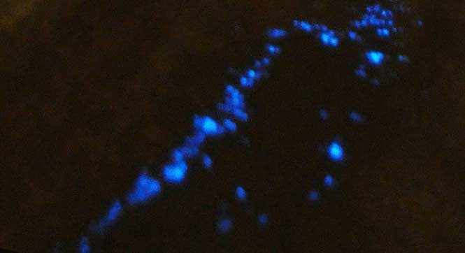 青岛海水浴场现蓝色夜光藻 如星河闪亮