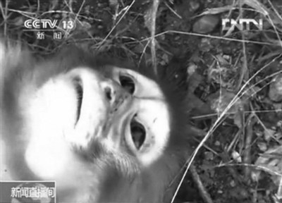 在资溪县一国有林场，刚刚被枪杀的猕猴。
