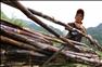 12月9日，在广西柳州市融安县浮石镇，一名妇女在砍收甘蔗。新华社发（邓克轶 摄）