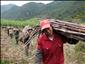 12月9日，在广西柳州市融安县浮石镇，几名蔗农在搬运甘蔗。新华社记者 刘广铭 摄