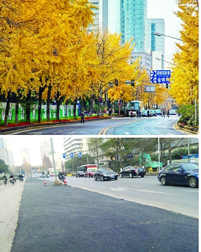 一夜间，北京西路银杏树哪去了