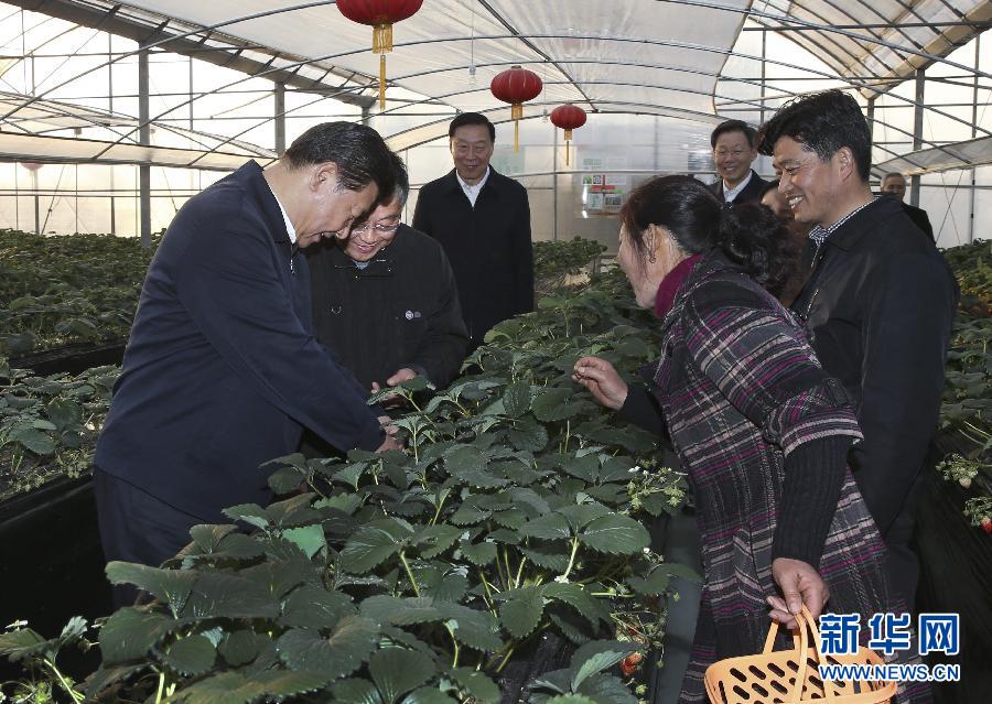 12月13日至14日，中共中央总书记、国家主席、中央军委主席习近平在江苏调研。这是13日下午，习近平在镇江市丹徒区世业镇先锋村农业园草莓大棚，实地察看草莓生长情况。新华社记者 兰红光 摄