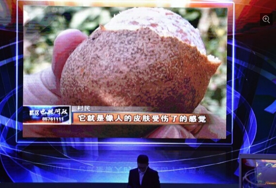 电视问政现场，短片曝光蔡甸区受污染的&ldquo;水泥橘&rdquo;。