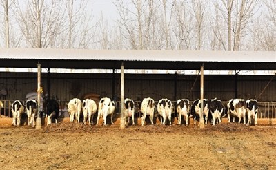 河南新乡奶农牛奶浇地农业部出手解决&ldquo;卖奶难&rdquo;