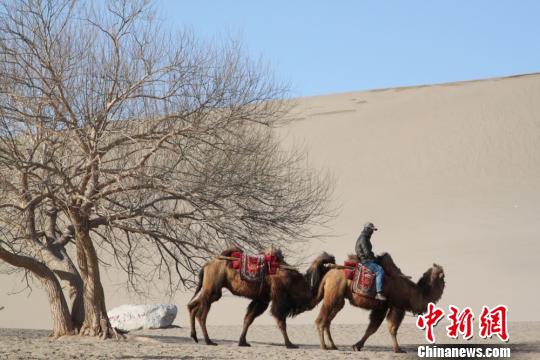 甘肃敦煌鸣沙山月牙泉景区。图为游客骑骆驼游玩。 刘玉桃 摄