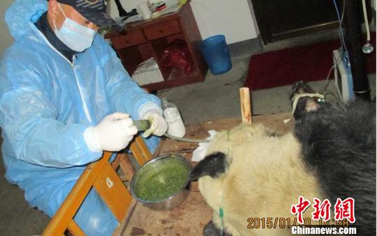 救治大熊猫“欣欣” 陕西省珍稀野生动物抢救饲养研究中心摄