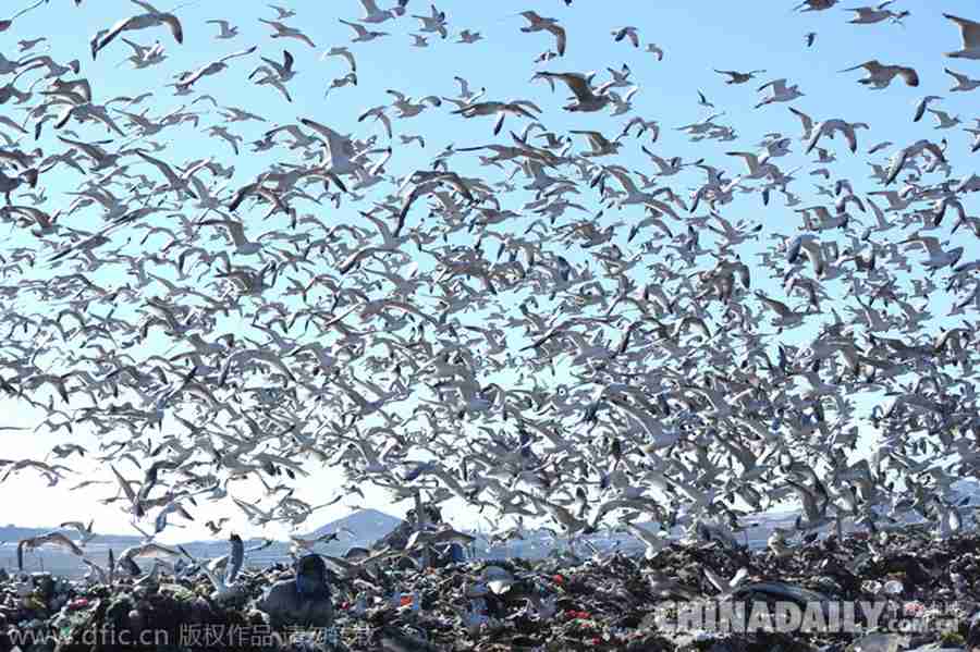 大连数万海鸥垃圾场觅食场面壮观