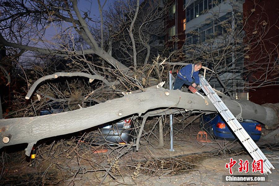 北京大风吹倒两棵大树 砸中轿车 [组图]