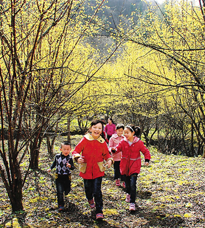 佛坪:十万亩山茱萸花开