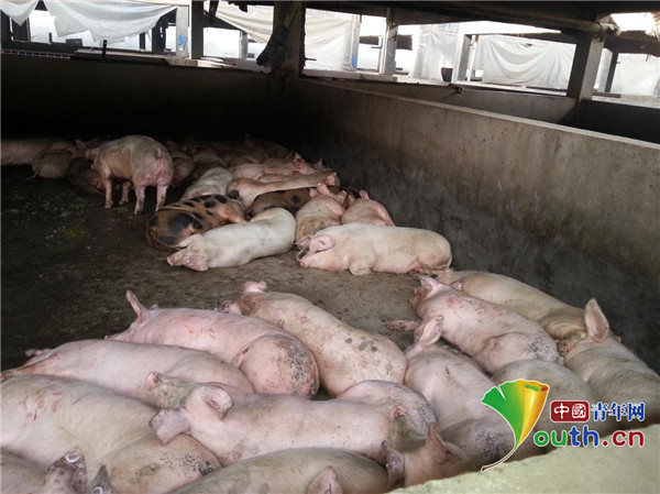 如何开生猪检疫证 5396952860878227571_11n.jpg