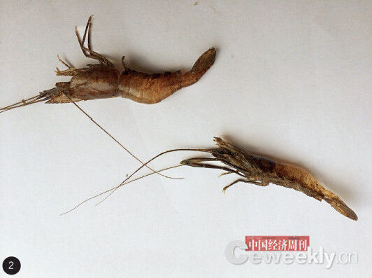 p36-2 1. 这条横跨赣粤两省的小河,因为污染严重,被当地人称为“死河”。2. 河中鱼虾越来越少,且外表发黑。3. 河水被污染,广东和平县和一村村民只能用管子把山水引到山下使用。《中国经济周刊》记者 崔晓林 摄