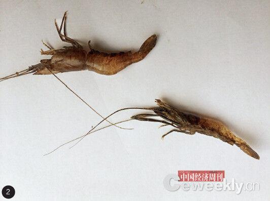 p36-2 1. 这条横跨赣粤两省的小河,因为污染严重,被当地人称为“死河”。2. 河中鱼虾越来越少,且外表发黑。3. 河水被污染,广东和平县和一村村民只能用管子把山水引到山下使用。《中国经济周刊》记者 崔晓林 摄