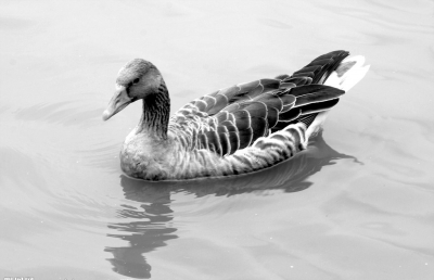 蛋鸭常用保健饲料