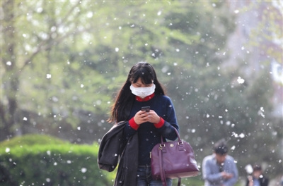 北京雌株杨柳树将&ldquo;建档&rdquo;以打针方式治飞絮