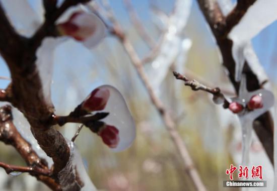 4月12日，河北省张家口市宣化路边的的桃花枝上结冰。当日，河北北方气温骤降，张家口宣化降至零下2摄氏度，喷灌的水雾落在桃花上，逐渐结成冰花。中新社发 陈晓东 摄 CNSPHOTO