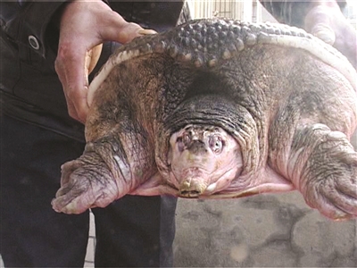 于女士在河边捕到的甲鱼。