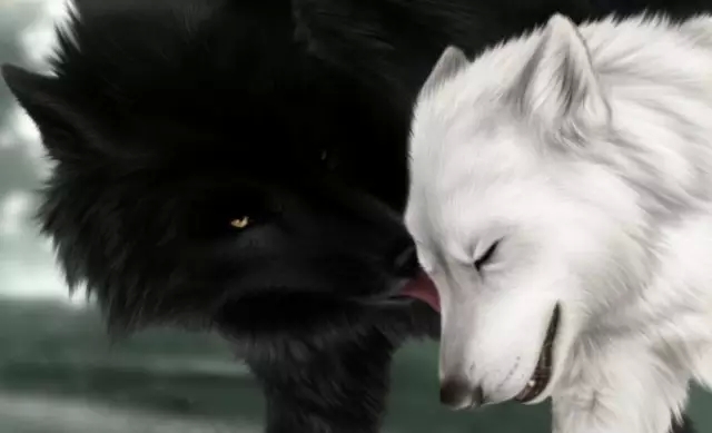 新疆人的一天“狼王”杨长生和他的明星狼