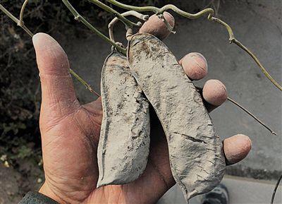 海岸线“疮痍”