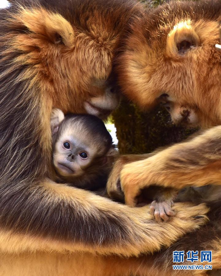 （社会）（1）神农架大龙潭金丝猴研究基地又添新丁