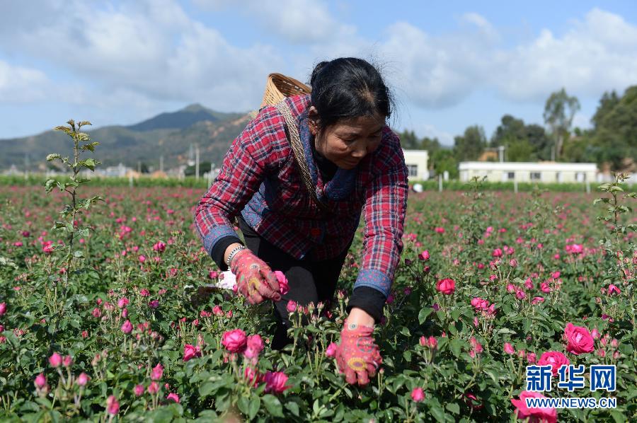 （新华网）（1）食用玫瑰价格&ldquo;跳水&rdquo;　云南安宁花农愁坏了！