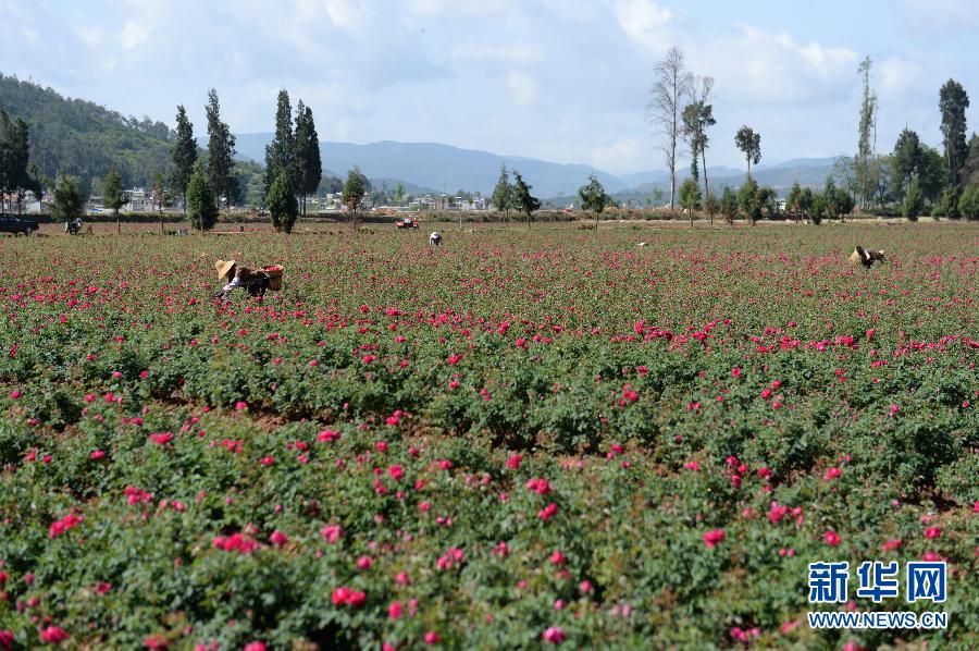 （新华网）（2）食用玫瑰价格&ldquo;跳水&rdquo;　云南安宁花农愁坏了！