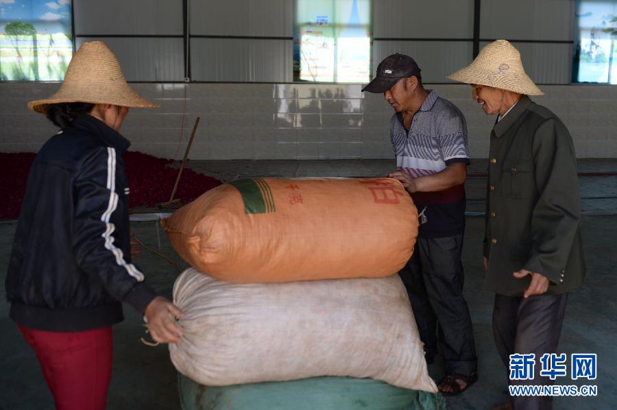 （新华网）（3）食用玫瑰价格&ldquo;跳水&rdquo;　云南安宁花农愁坏了！