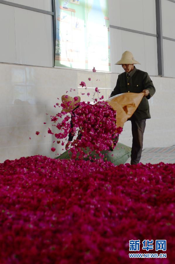 （新华网）（4）食用玫瑰价格&ldquo;跳水&rdquo;　云南安宁花农愁坏了！