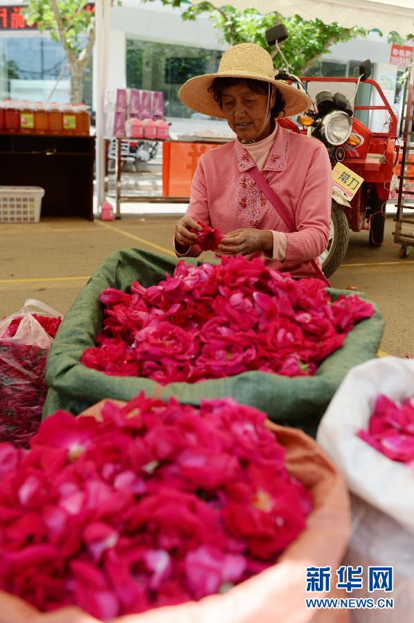 （新华网）（7）食用玫瑰价格&ldquo;跳水&rdquo;　云南安宁花农愁坏了！
