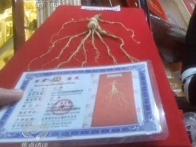 哈尔滨批发市场人参用502胶粘 牛鞭冒充鹿鞭卖