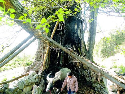 湖北千年银杏树被雷击"死亡" 40年后复活(图)