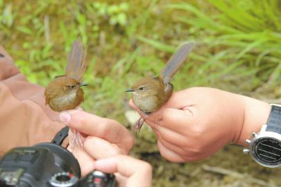 四川短翅莺（左）与高山短翅莺的对比图。