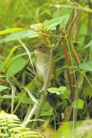 一声异常的鸟叫 四川发现鸟类新种