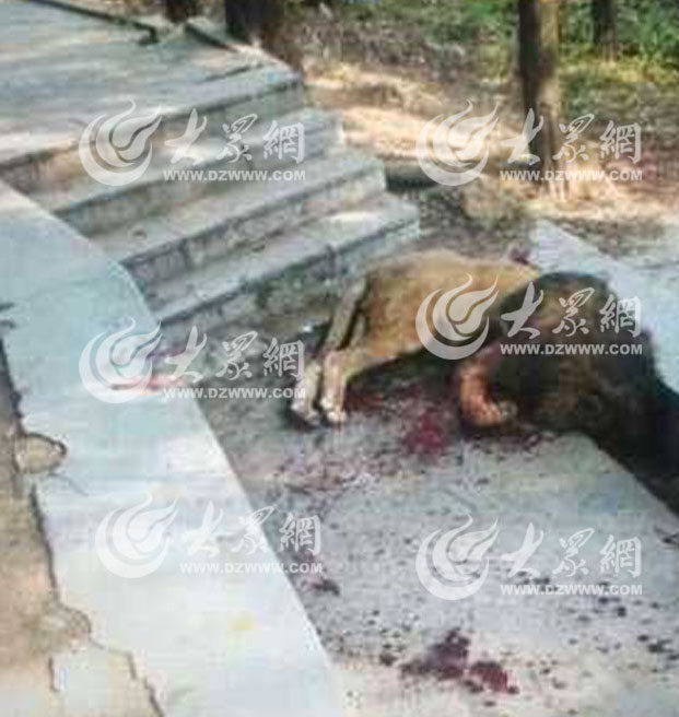 被击毙后，狮子倒在动物园东墙猪舍外的排水沟中。