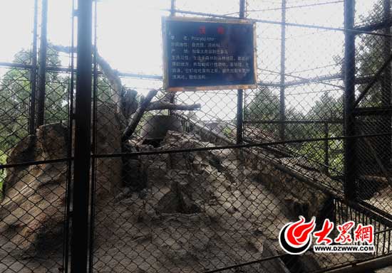 虎山生态园的浣熊观赏区，已经是&ldquo;熊去笼空&rdquo;。