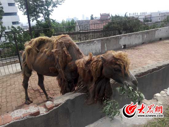 泰安虎山生态园内仅剩一头骆驼。