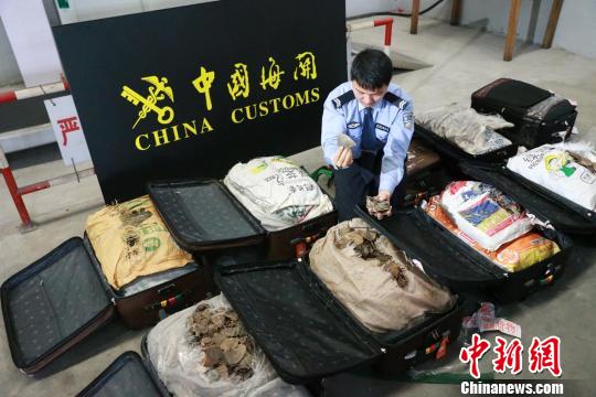 上海海关查获单起最大宗走私穿山甲鳞片案达249公斤
