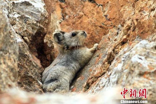 新疆科学家再次拍到伊犁鼠兔生活习性趋明朗