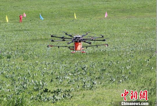 无人机喷雾防除毒草害。　伊犁哈萨克自治州治蝗灭鼠指挥部办公室供图摄