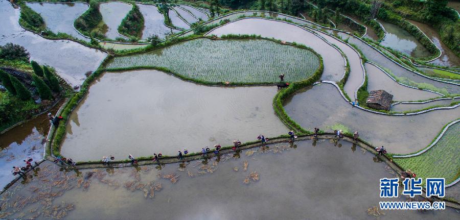 （美丽中国）（7）千亩高山梯田展美景 山乡开犁农事忙
