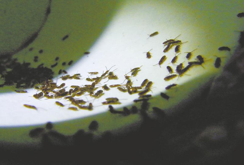 现实版&ldquo;生化危机&rdquo;！蒲江'人虫大战'