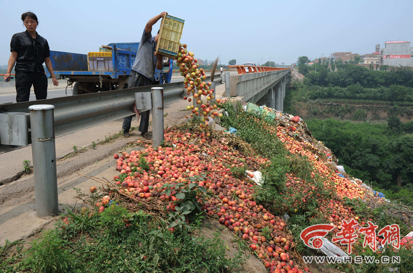 陕西多地油桃滞销 果农倒进河道