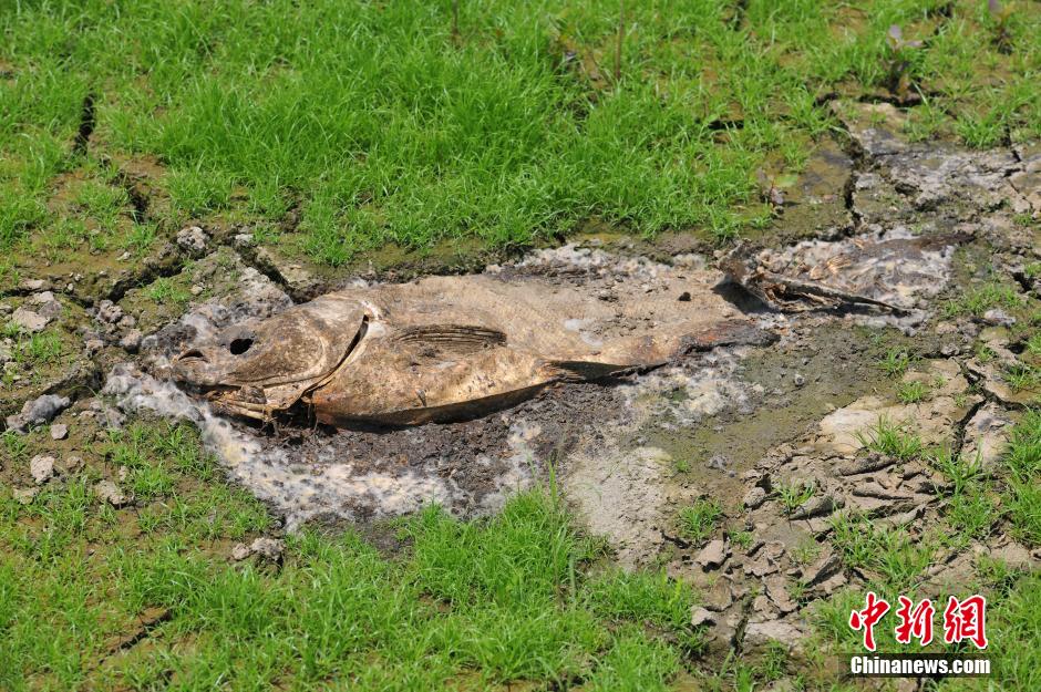 山东日照水库水位告急