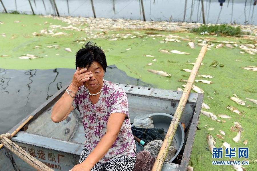 （社会）（1）九万亩水域成&ldquo;酱油湖&rdquo;近千户渔民遭&ldquo;生态劫&rdquo;&mdash;&mdash;渔民损失谁来承担？